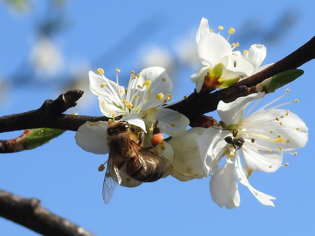 Biene auf Zwetschkenblüte