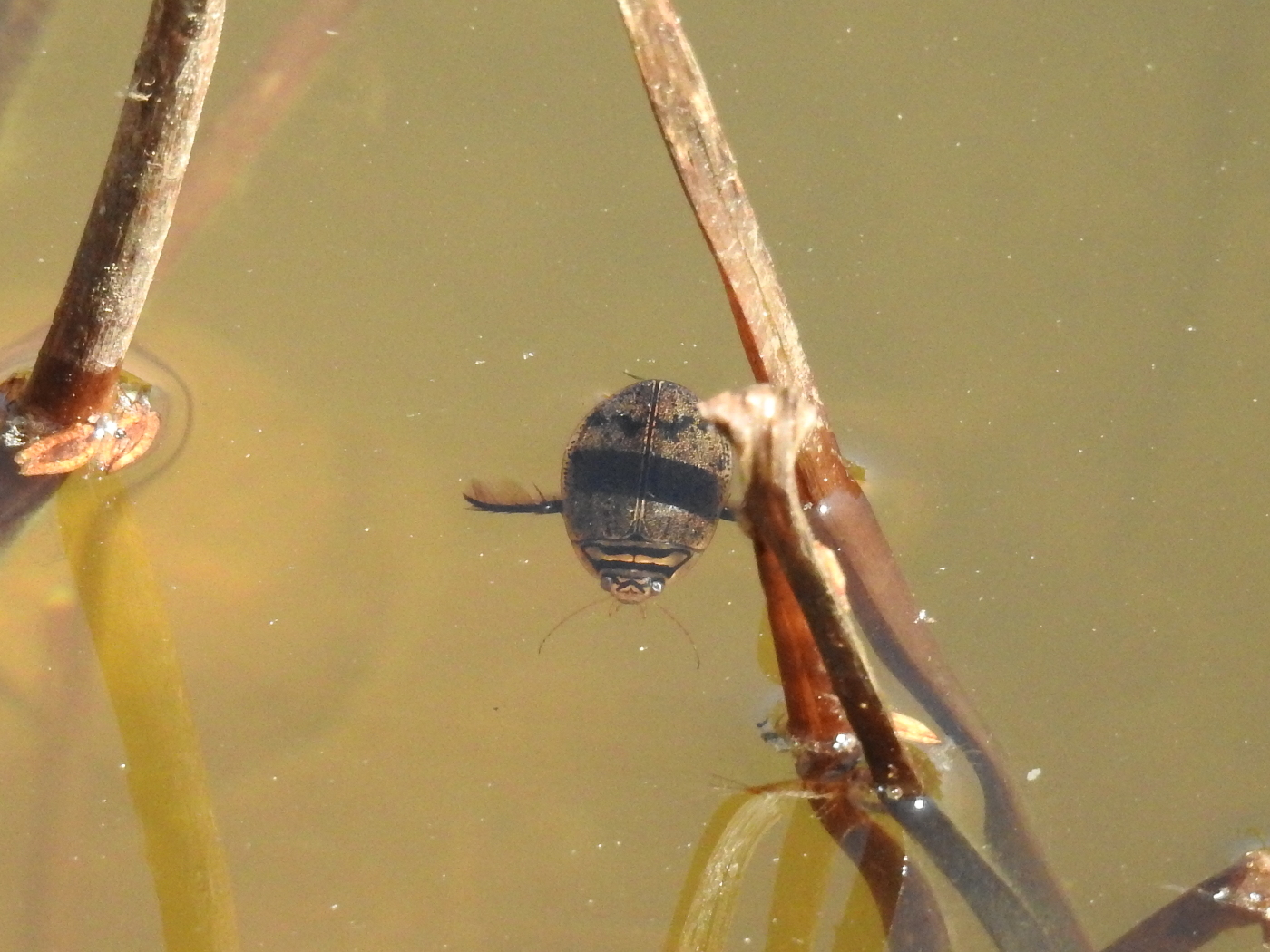 Furchenschwimmer