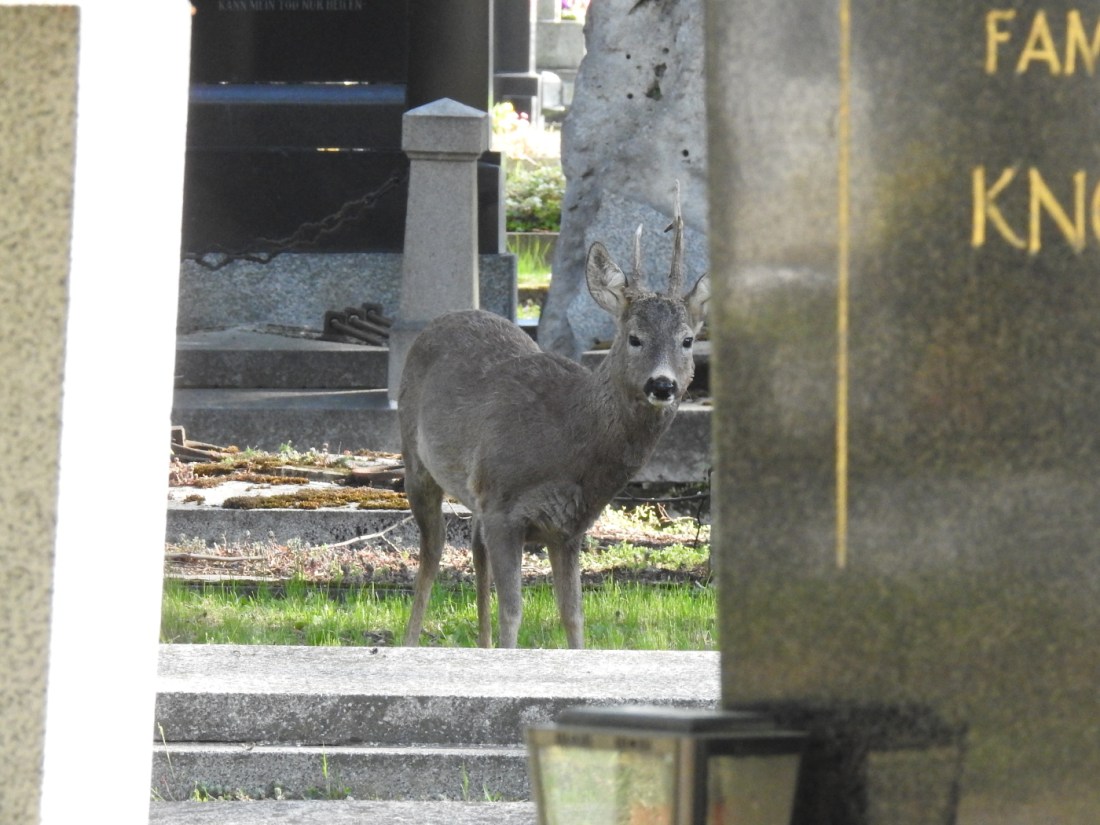 Reh zwischen Gräbern
