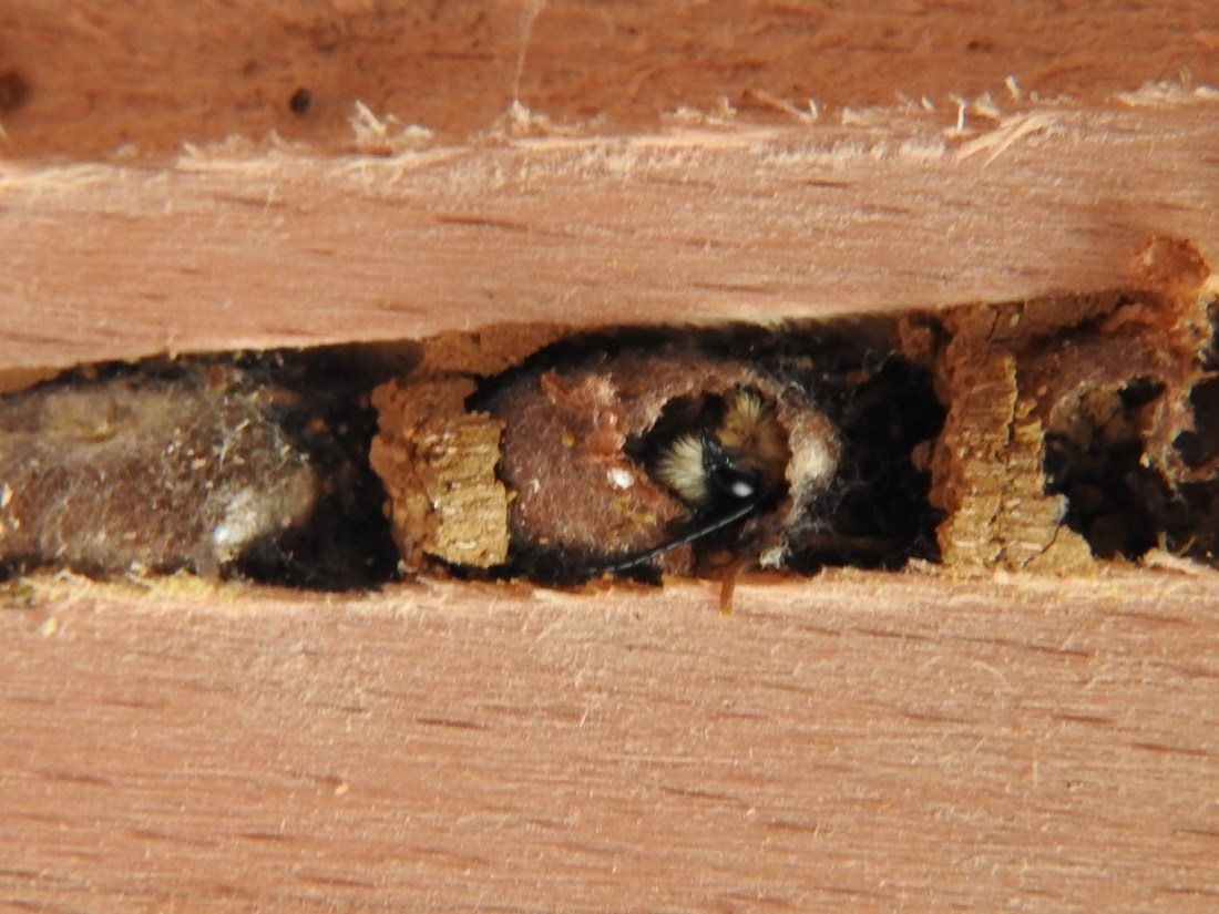 Schlüpfende Gehörnte Mauerbiene #4