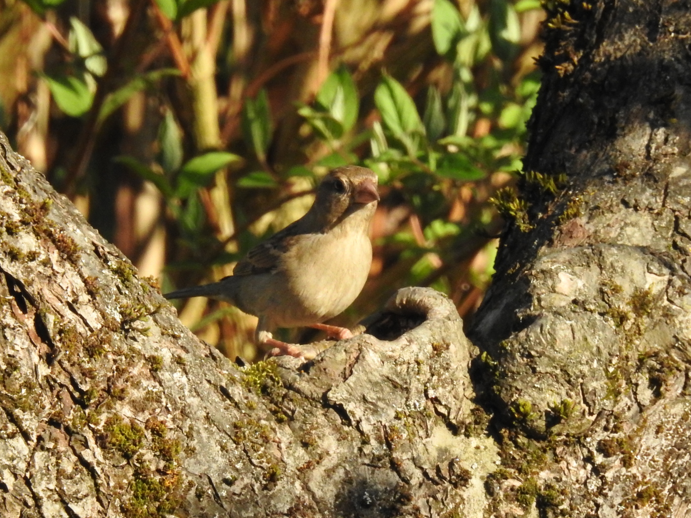 Hausspatz