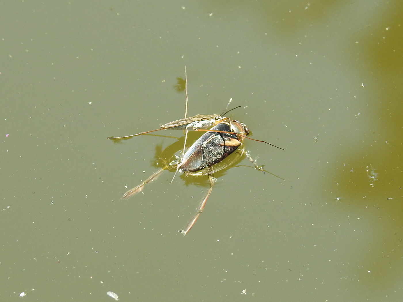 Wasserläufer mit Beute