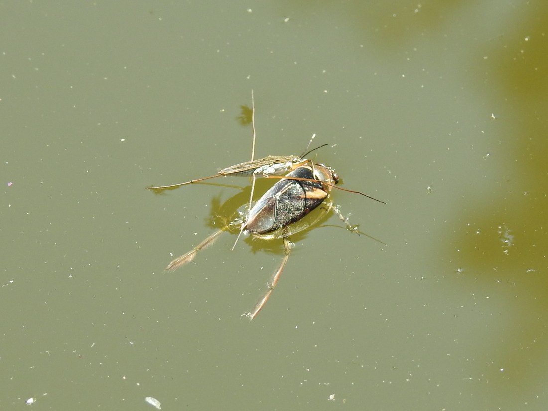 Wasserläufer mit Beute
