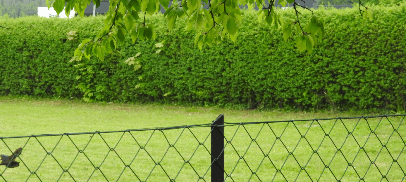 Fledermaus Animation