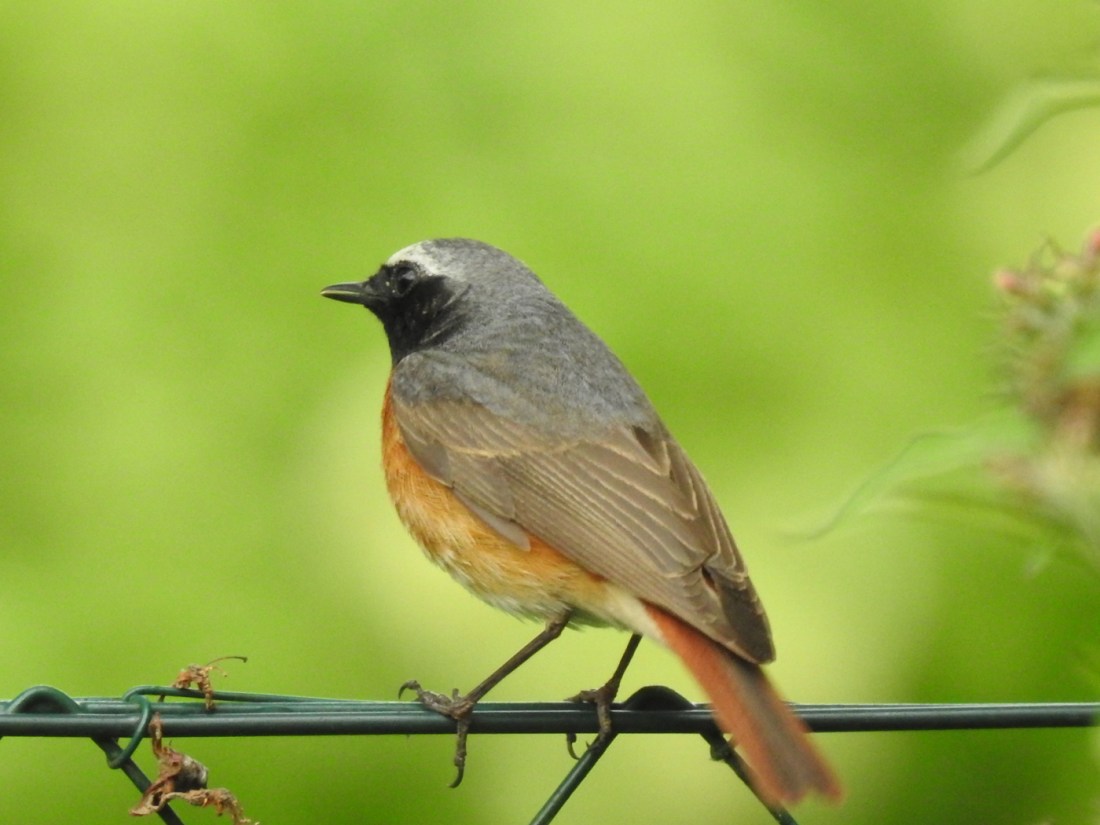 Gartenrotschwanz Männchen