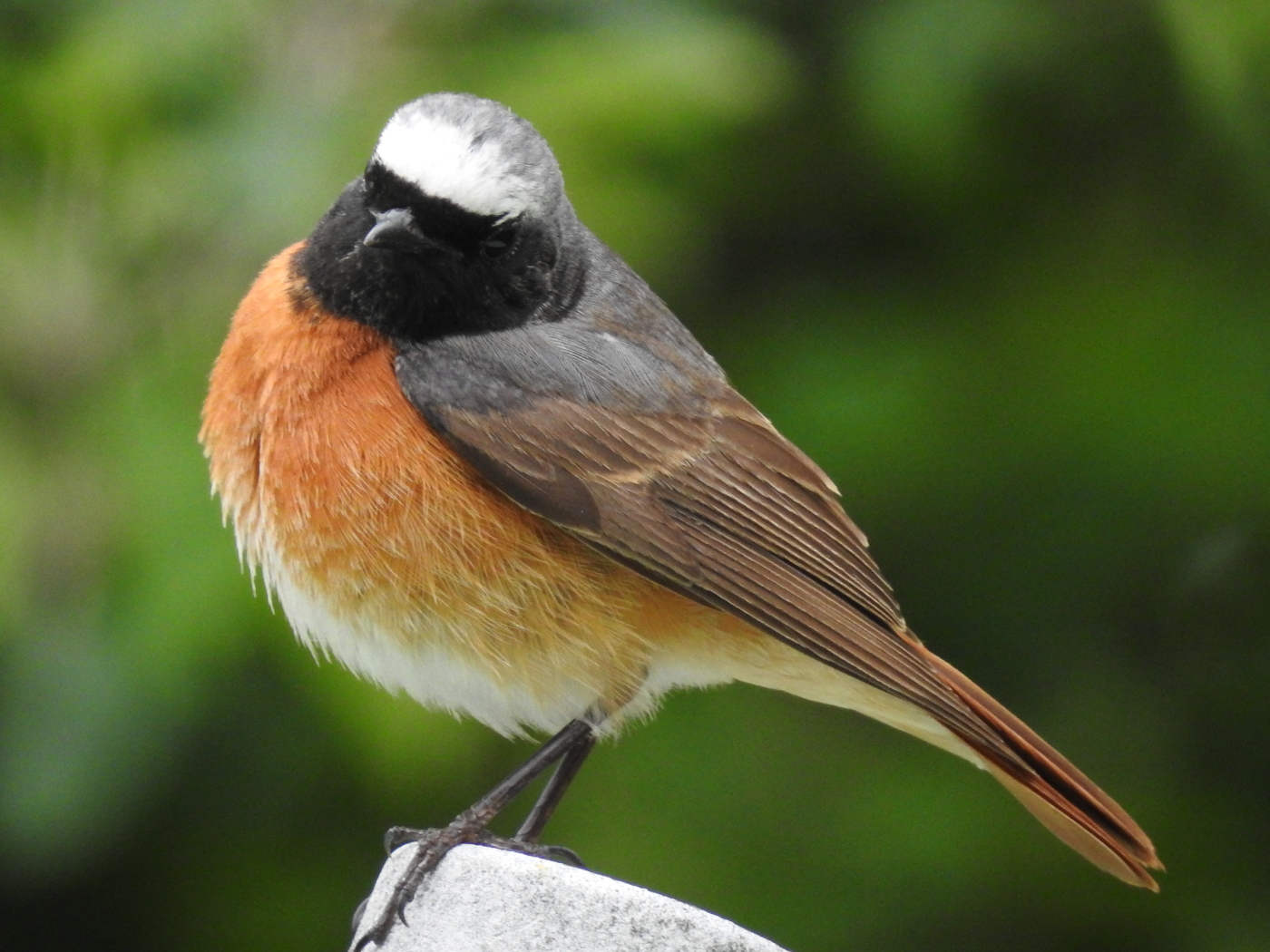 Gartenrotschwanz Männchen