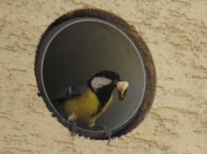 Kohlmeise im Gemeindebau