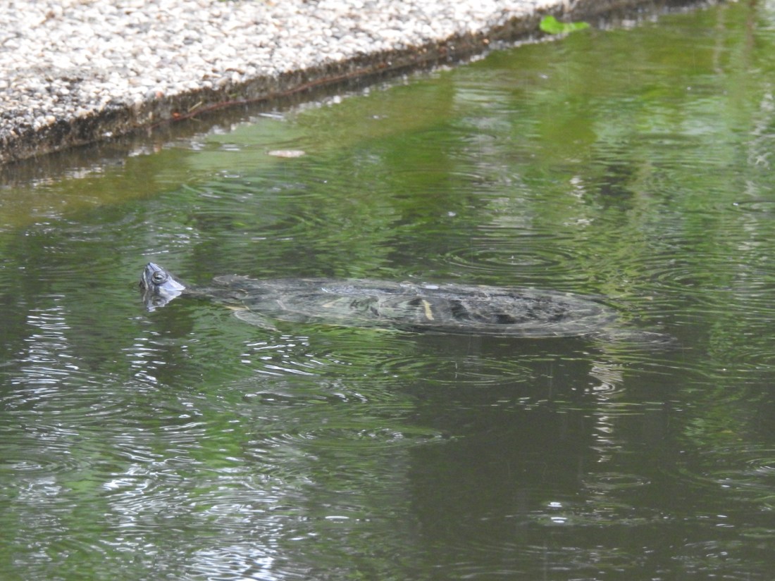 Rotwangen-Schmuckschildkröte