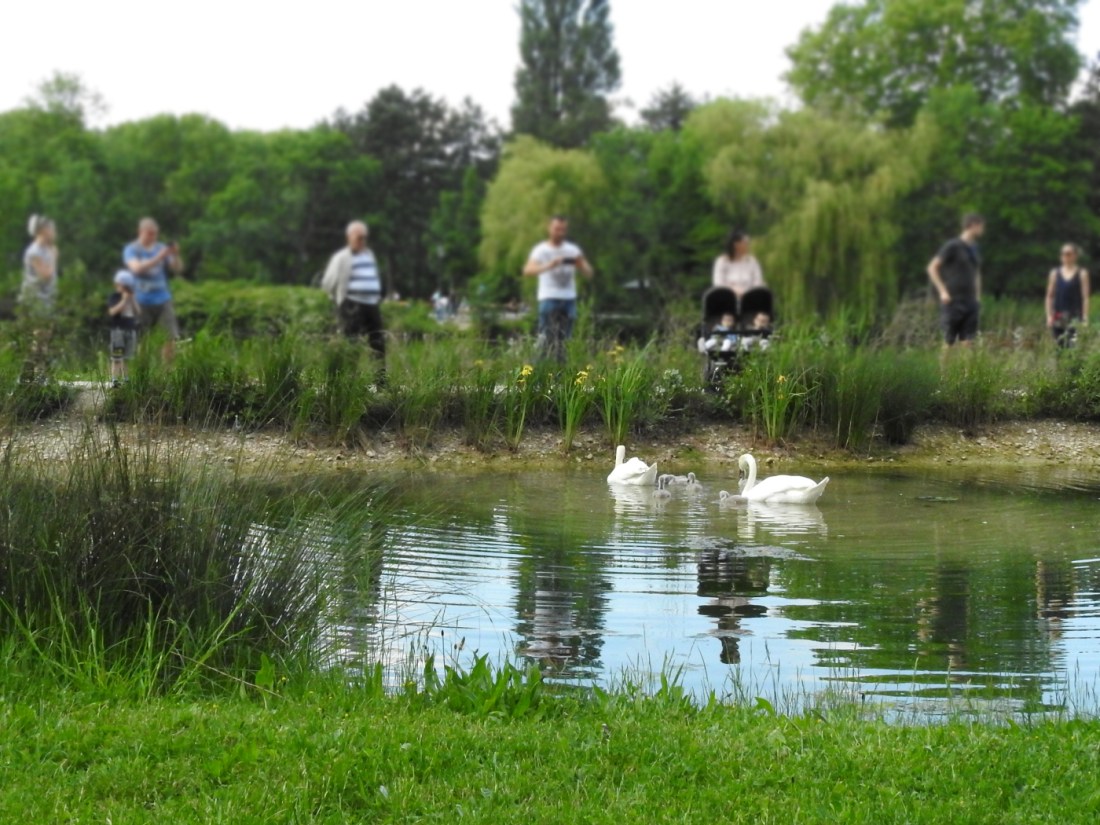 Höckerschwäne mit Fotografen