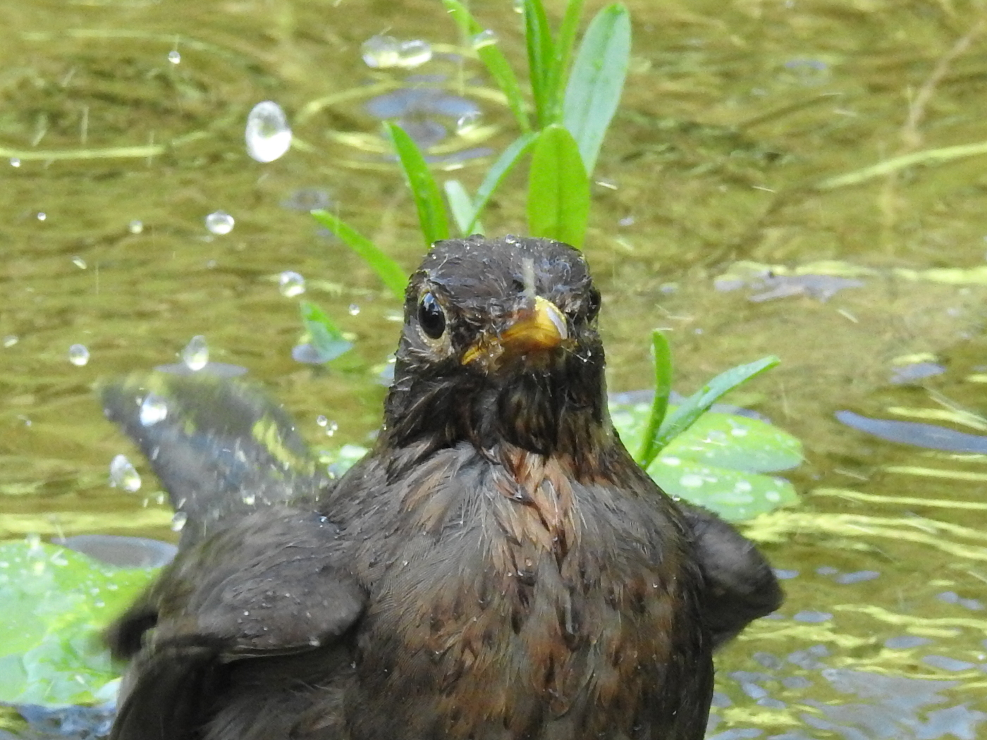 Amsel