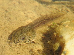 Grasfrosch Kaulquappe