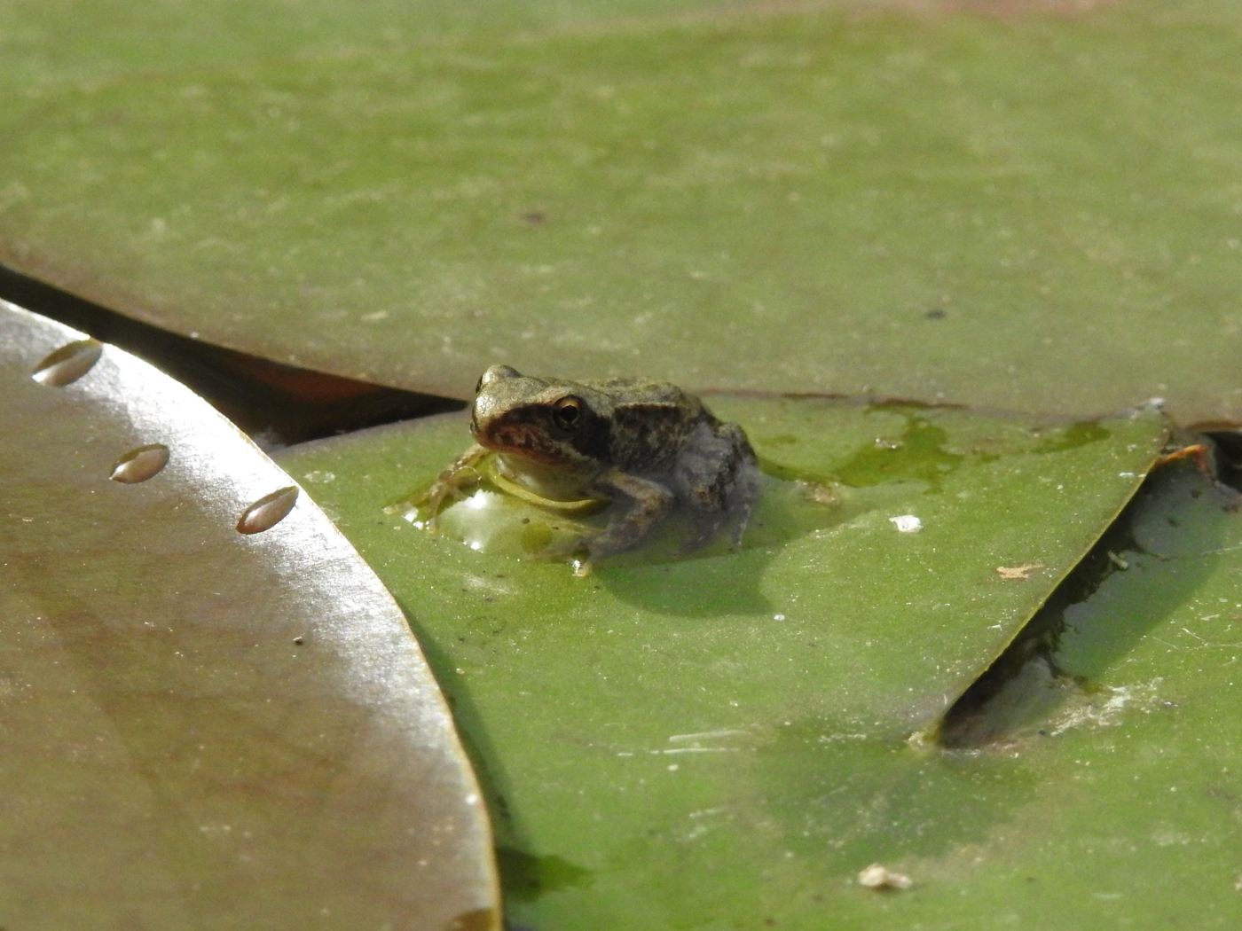 Grasfrosch klein