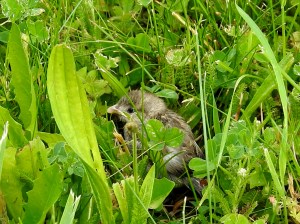 Kleiner Spatz im Gras