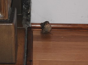 Kleiner Spatz neben Kachelofen