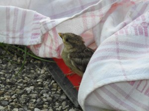 Kleiner Spatz auf der Schaufel