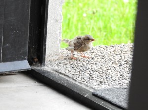 Kleiner Spatz vor der Tür