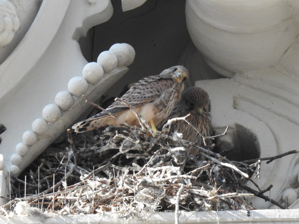 Liebiggasse 5 Falkennest