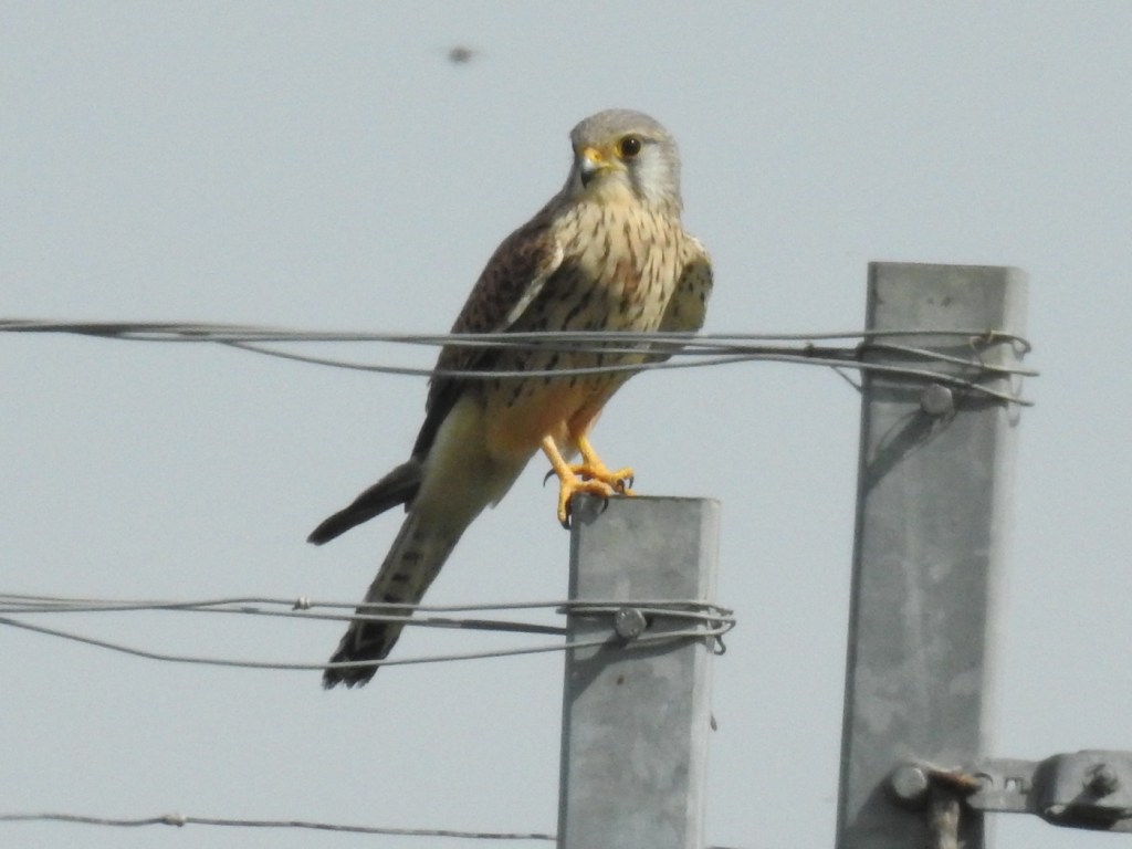 Turmfalke im Weingarten