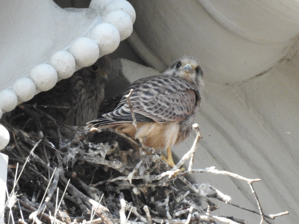 Liebiggasse 5 Falkennest