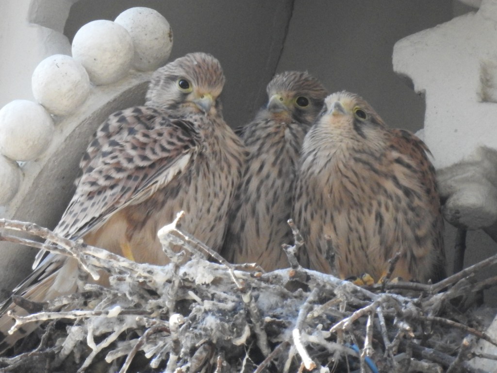 Liebiggasse 5 Falkennest