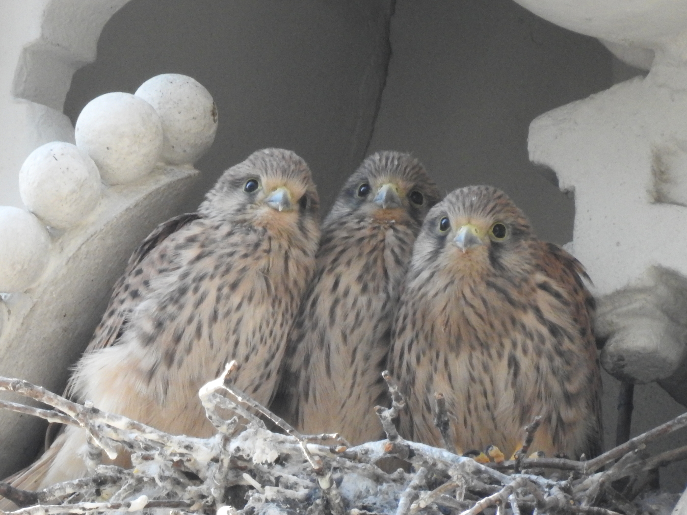 Turmfalkennnest