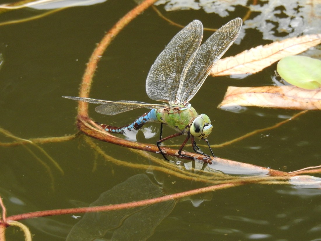 Große Königslibelle Weibchen