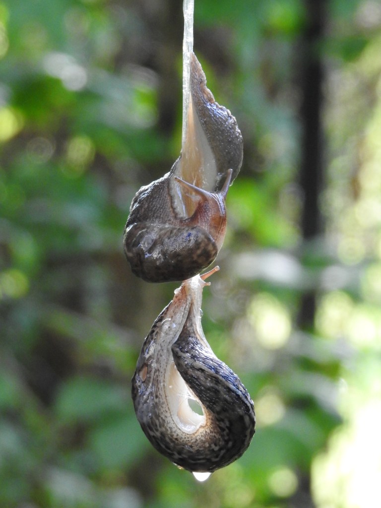 Tigerschnegel Paarung