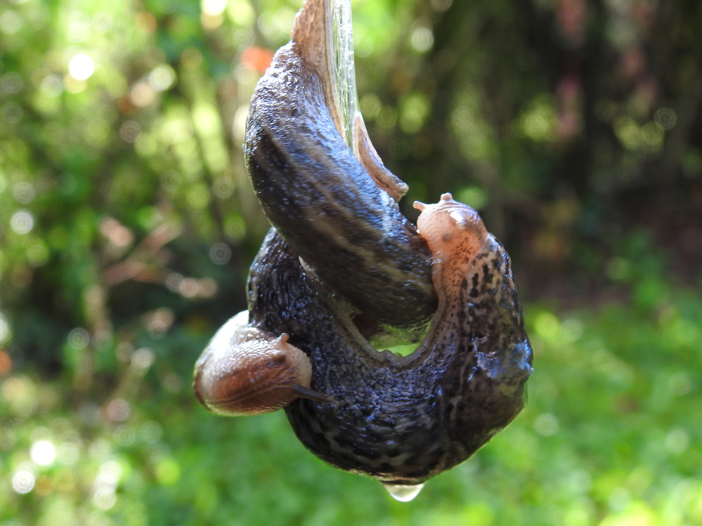 Tigerschnegel Paarung