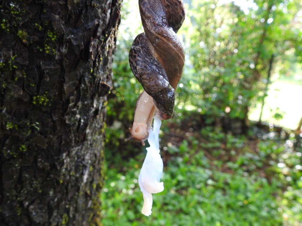 Tigerschnegel Paarung