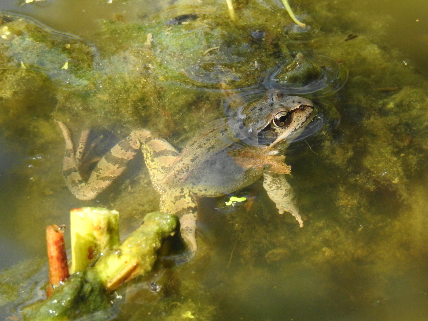 Grasfrosch