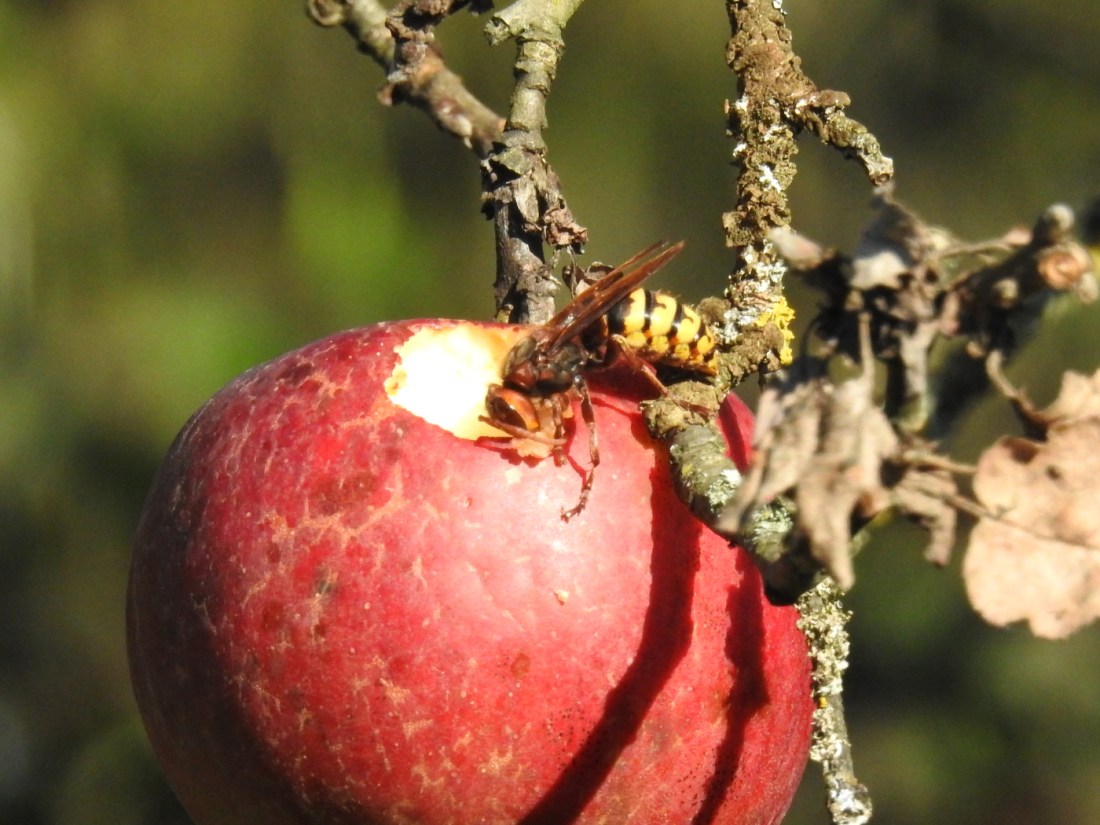 Hornisse mit Apfel