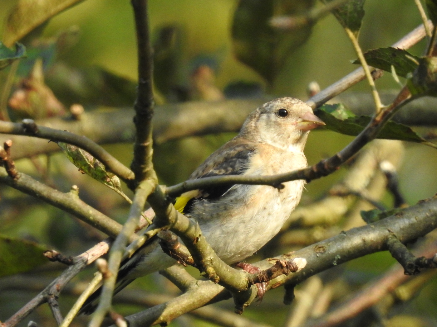 Stieglitz Jungvogel