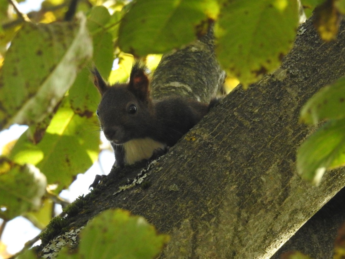 Eichhörnchen