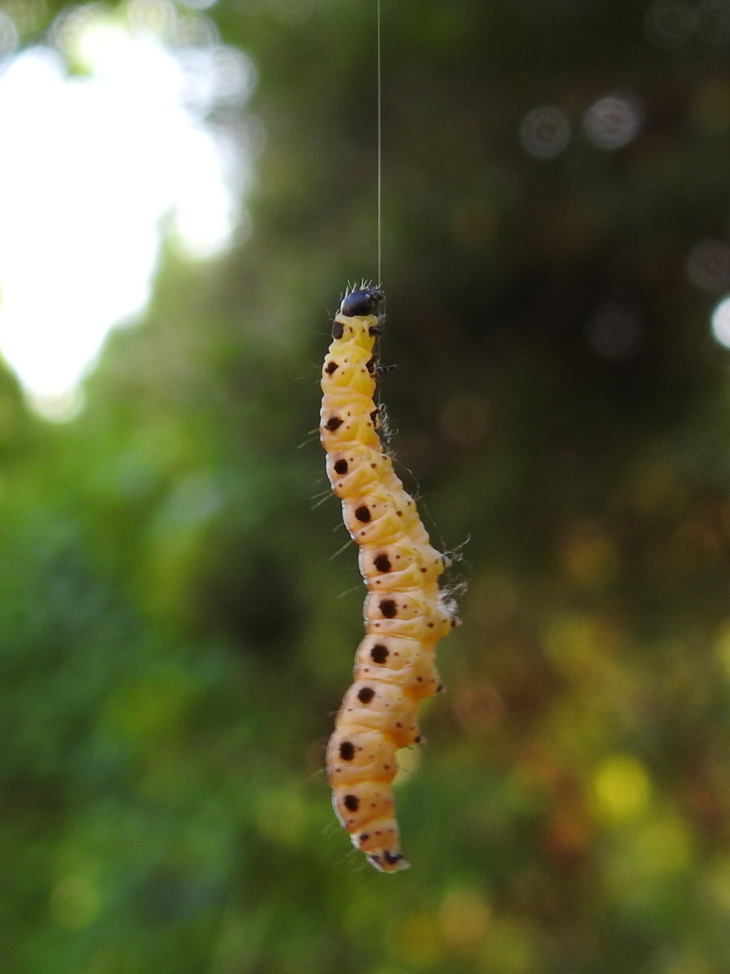 Pfaffenhütchen-Gespinstmotte Raupe