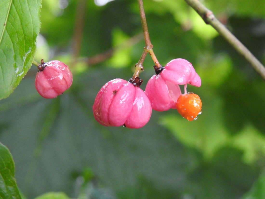Pfaffenhütchen Früchte