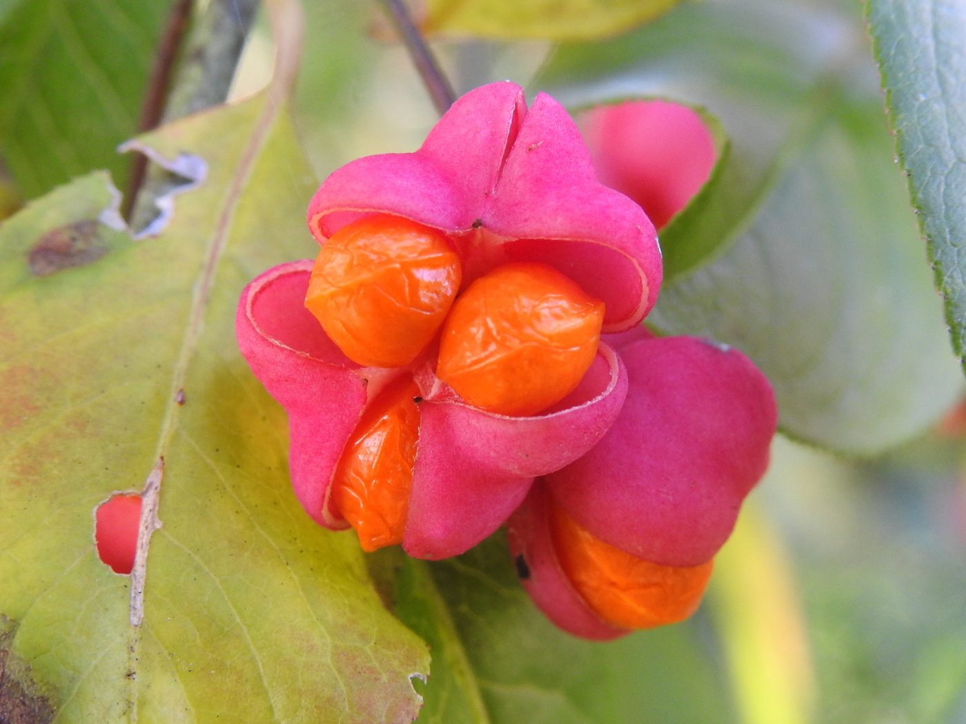 Pfaffenhütchen Samen