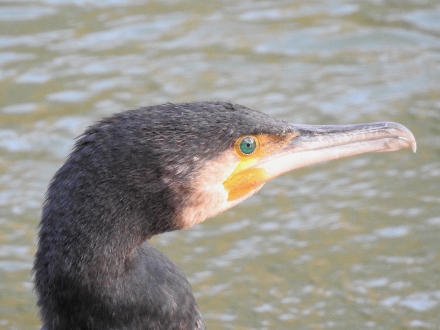 Kormoran Portrait