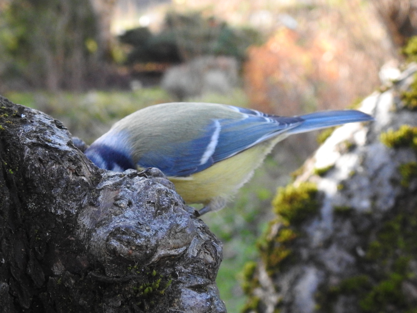 Blaumeisenkopf im Baum