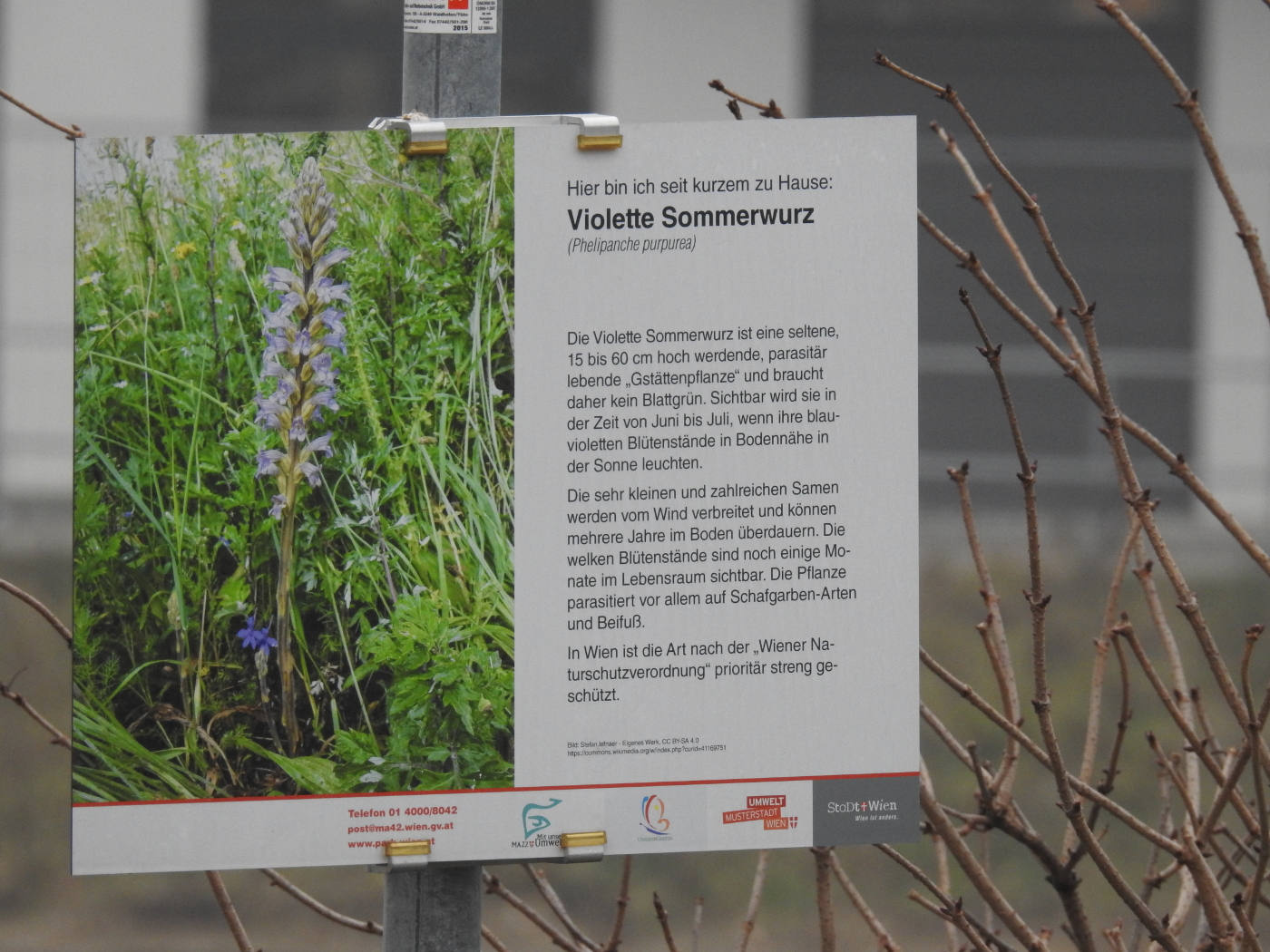 Violette Sommerwurz Schild