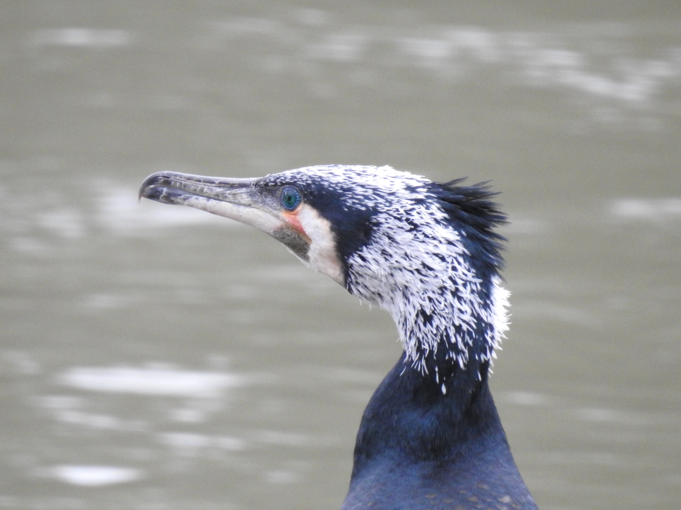 Kormoran