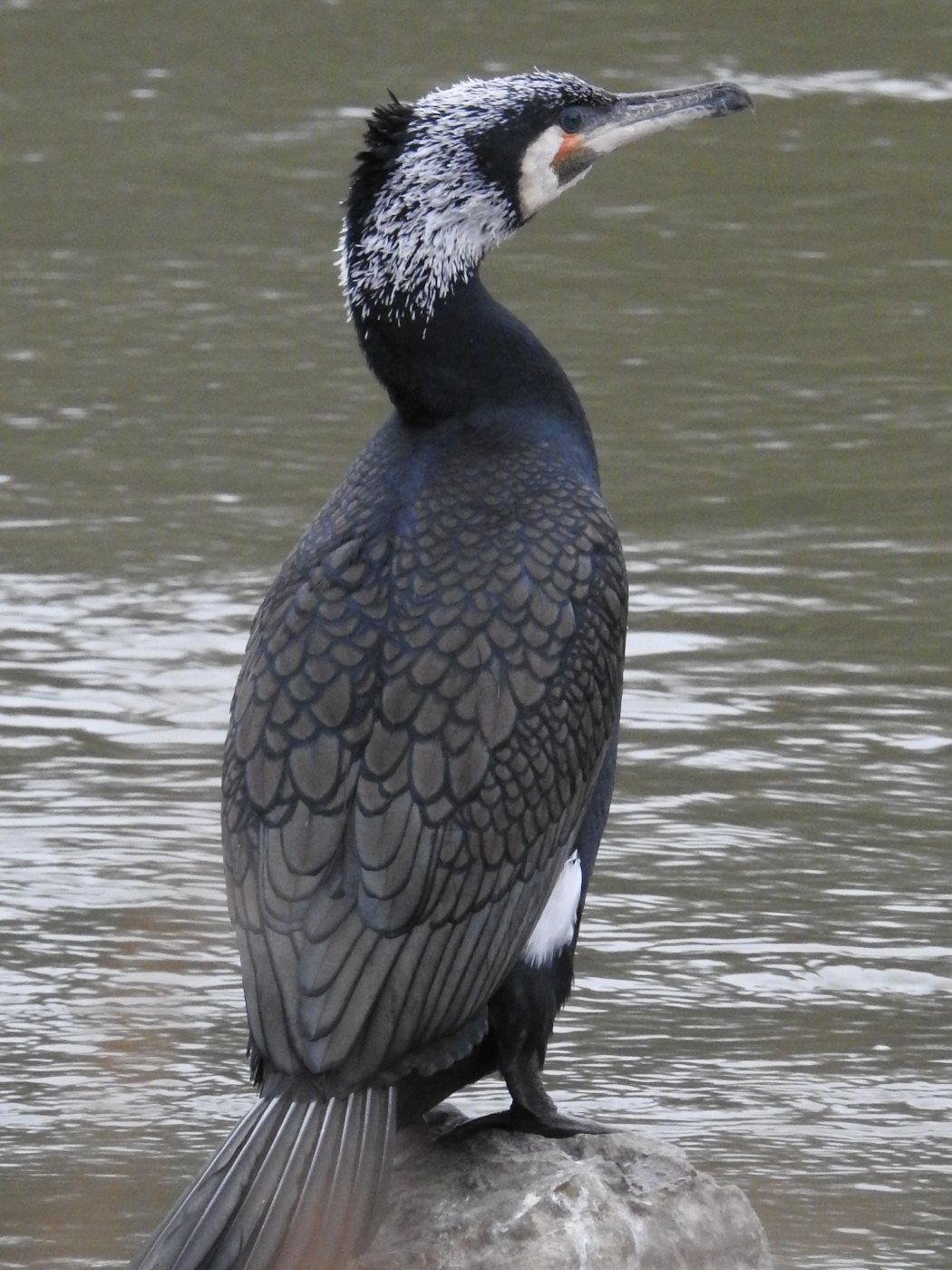 Kormoran