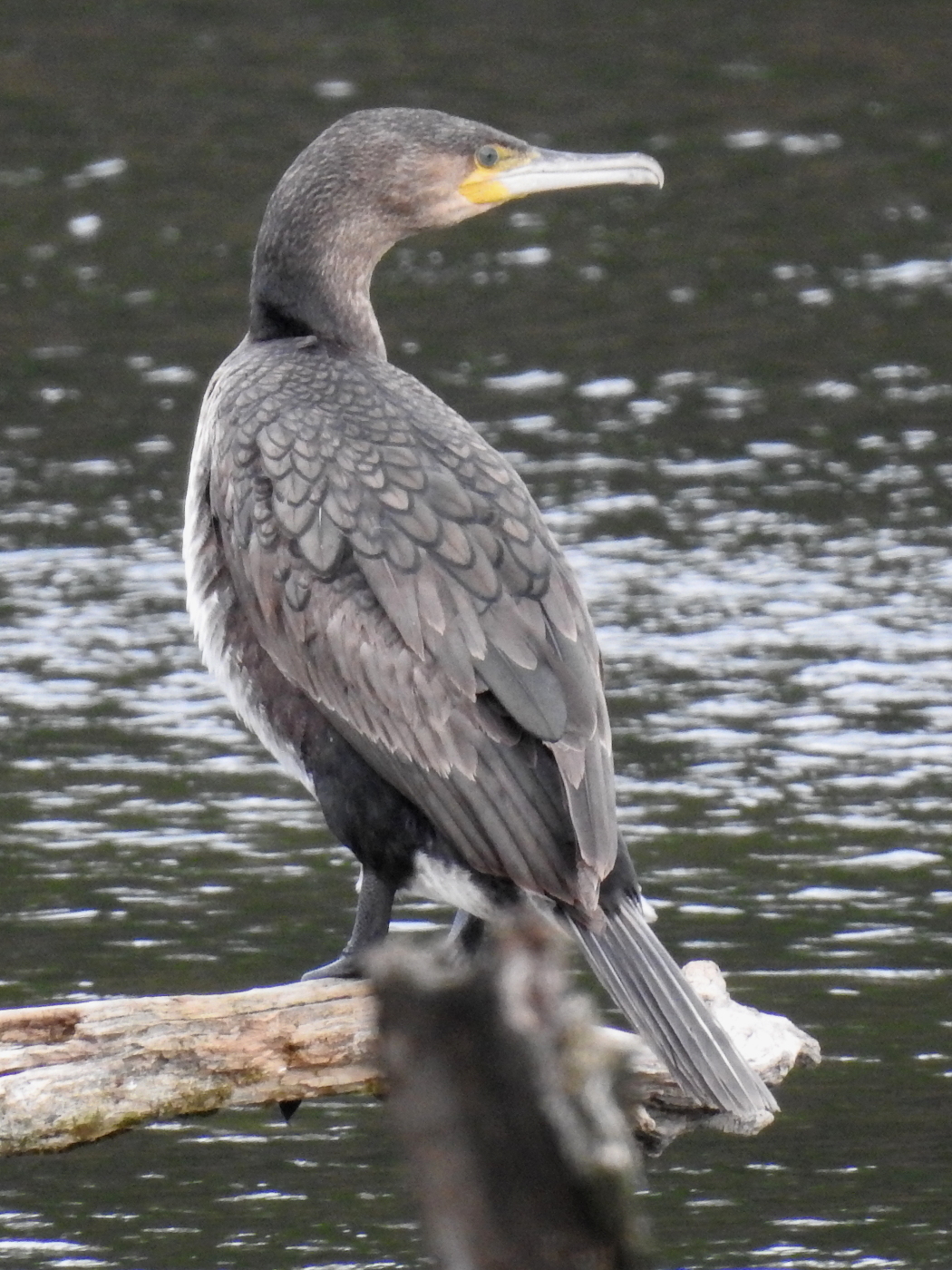 Kormoran