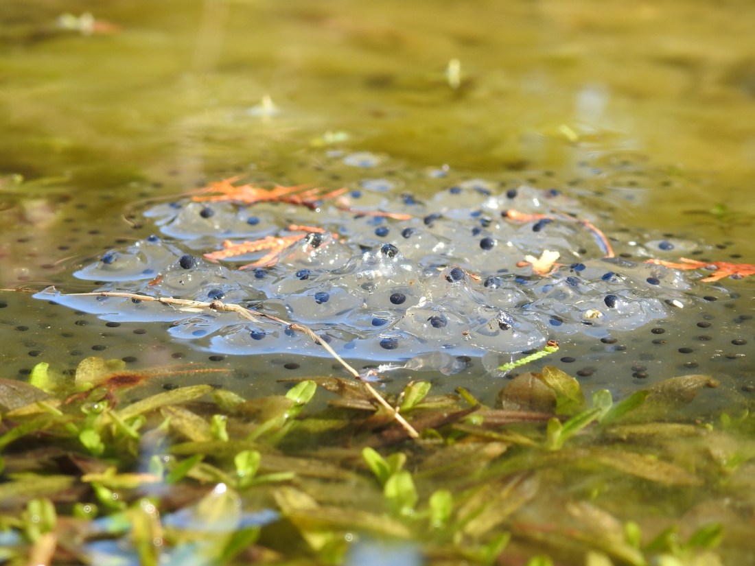 Froschlaich