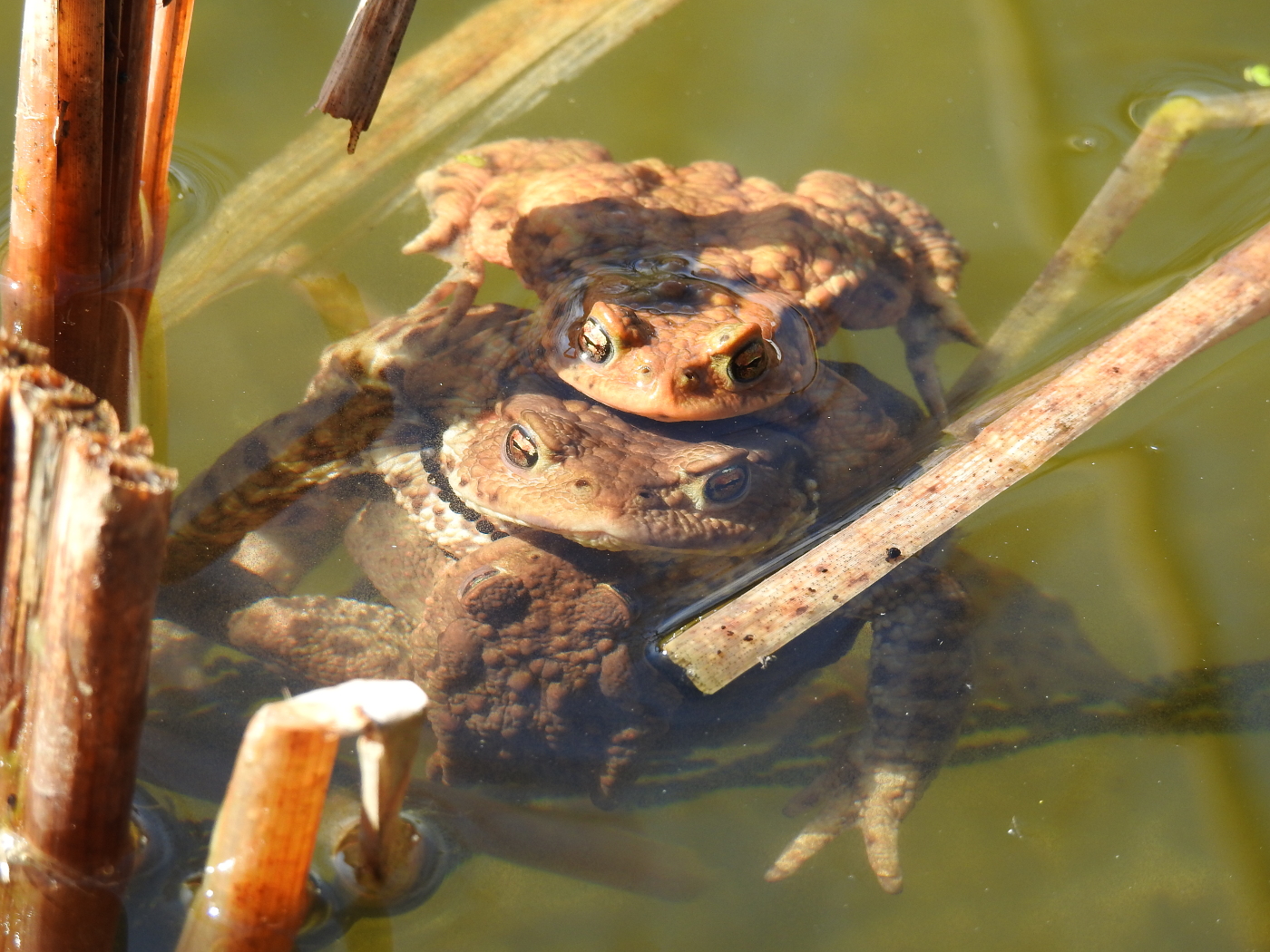 Krötenpaarung Mehrfachpaarung