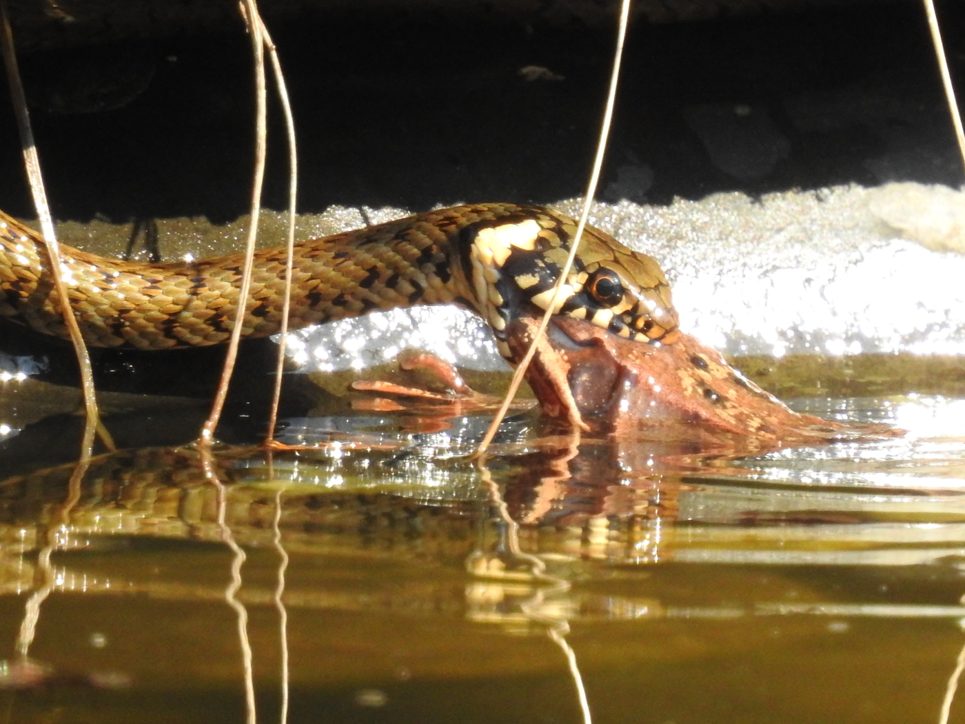 Ringelnatter fängt Springfrosch