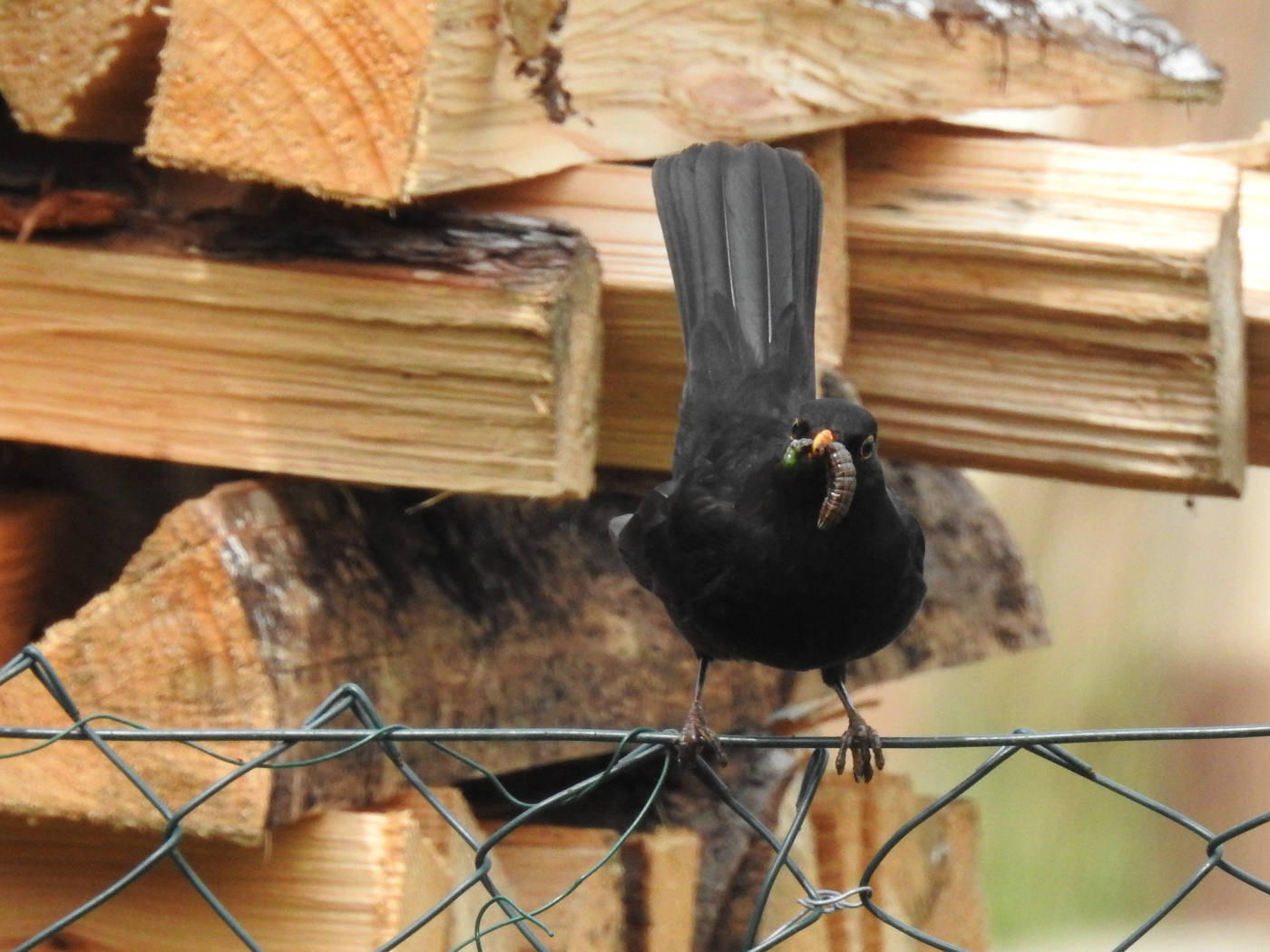 Amselmännchen