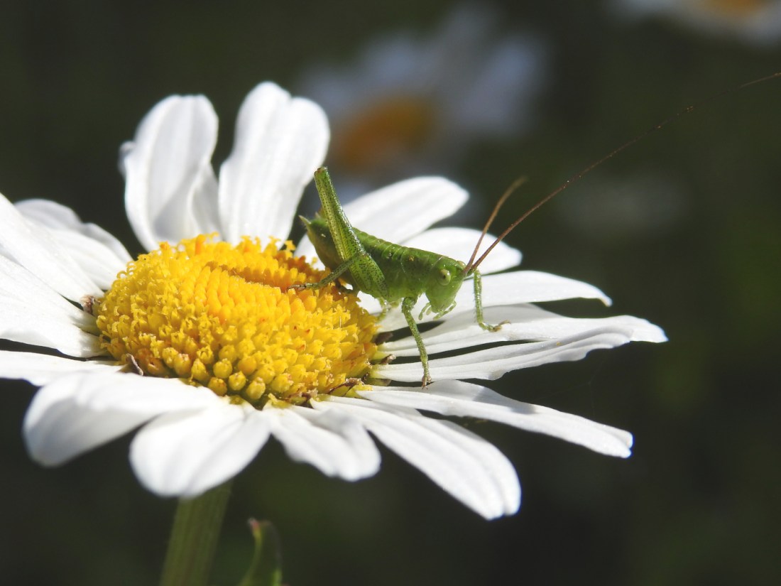Larve des Grünen Heupferds auf Margerite