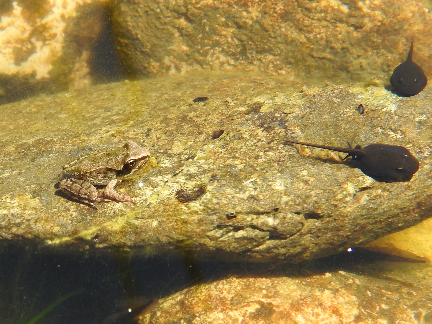 Junger Springfrosch