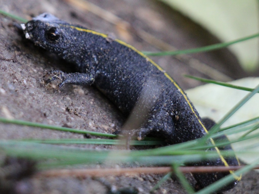 Alpen-Kammmolch, Weibchen
