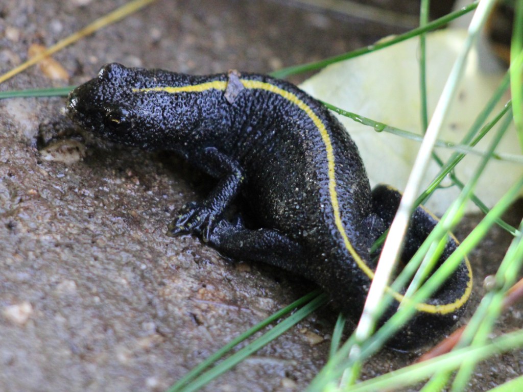 Alpen-Kammmolch, Weibchen